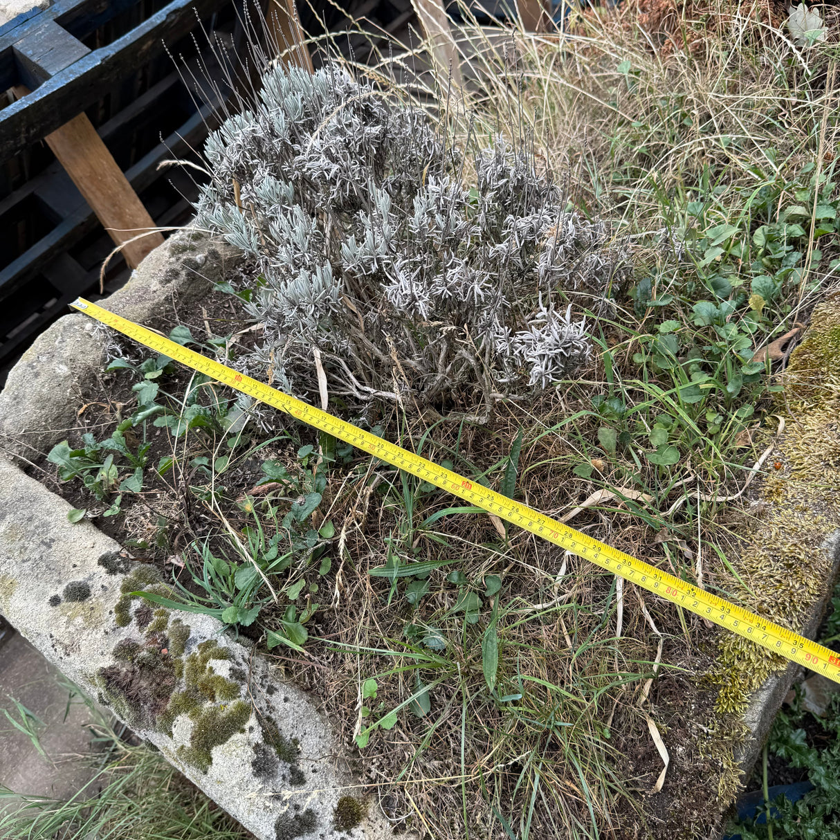 Reclaimed Large Stone Trough