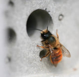 Bee Brick - Reclaimed Brick Company