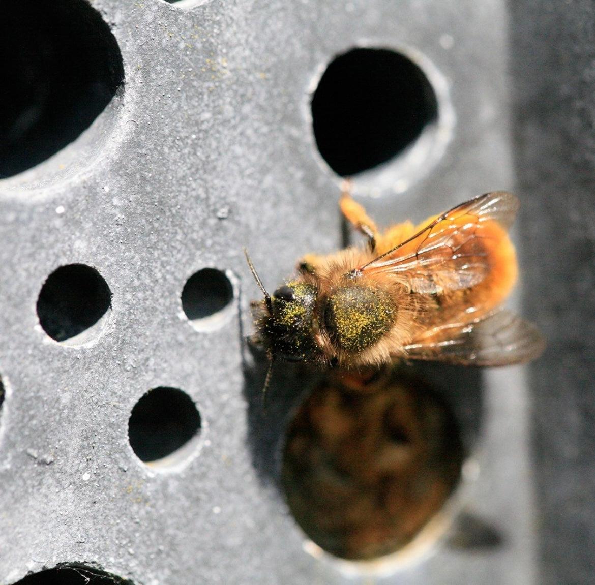 Honey bee entering recycled bee brick 