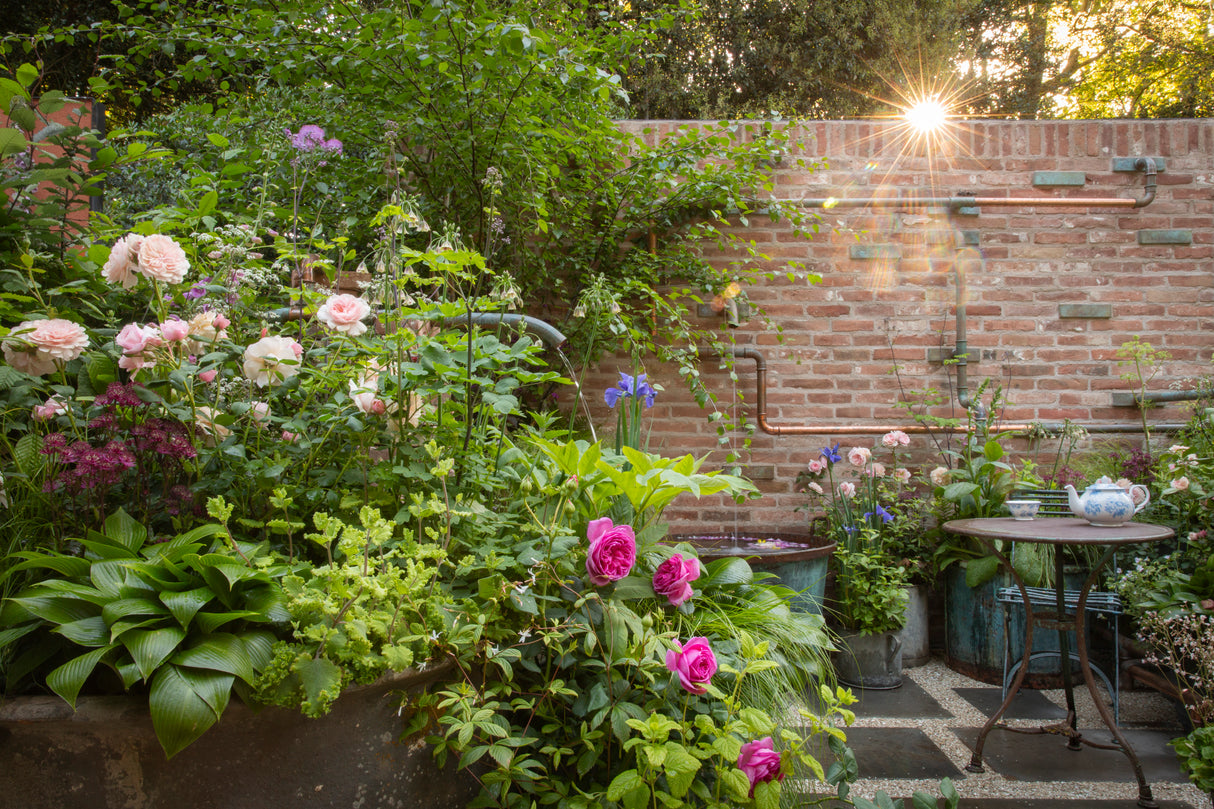 The Whittard of Chelsea Garden - Chelsea Flower Show 2026