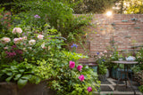 The Whittard of Chelsea Garden - Chelsea Flower Show 2026