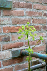 The Whittard of Chelsea Garden - Chelsea Flower Show 2026